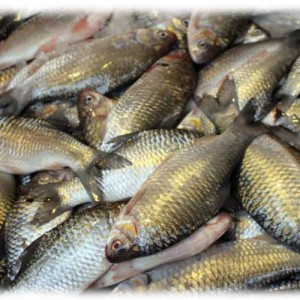 Sor Puti