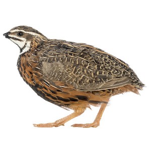 Live Quail