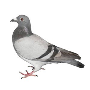 Live Pigeon