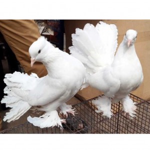 Moyur Ponkhi Pigeon
