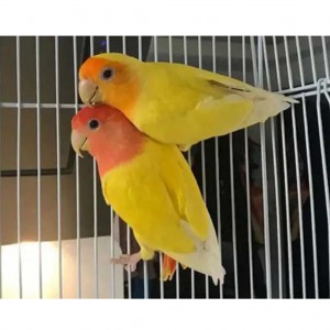 Love Birds