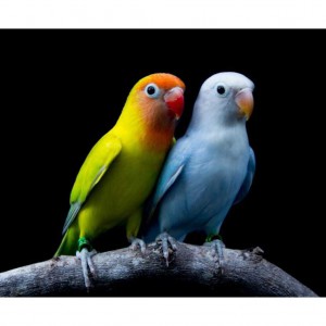 Love Birds