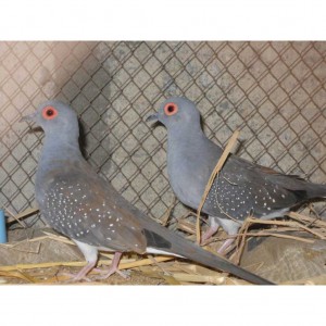 GhuGhu Birds