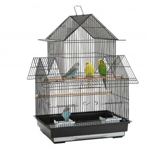 Budgerigar Bird