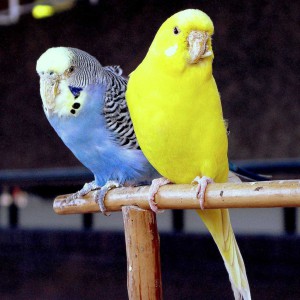 Budgerigar Bird