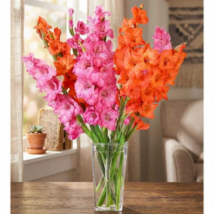 pink-orange-glads