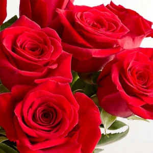 two-dozen-red-roses-1
