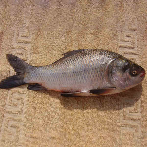 Catla Fish(River) 6kg Plus