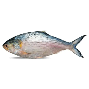 Hilsha Fish