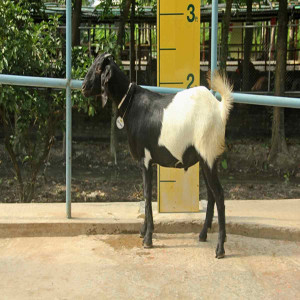 Goat wether (খাসি)