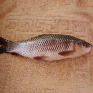 Ruhi Fish(River) 6kg