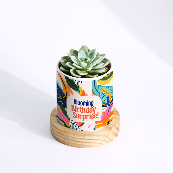 blooming-birthday-surprise-personalized-echeveria-succulent-with-pot