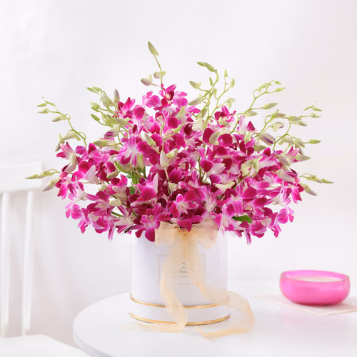 purple-orchid-elegance