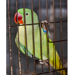 Green Parrot