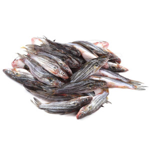 Tangra Fish