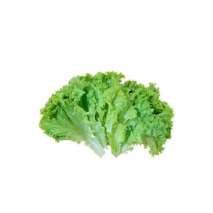 Lettuce Leaves