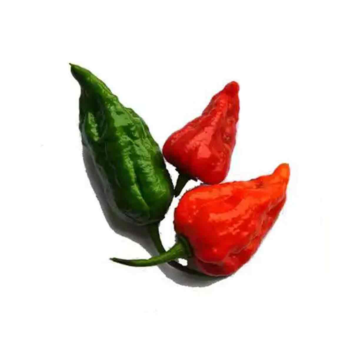 Bombay Chilli